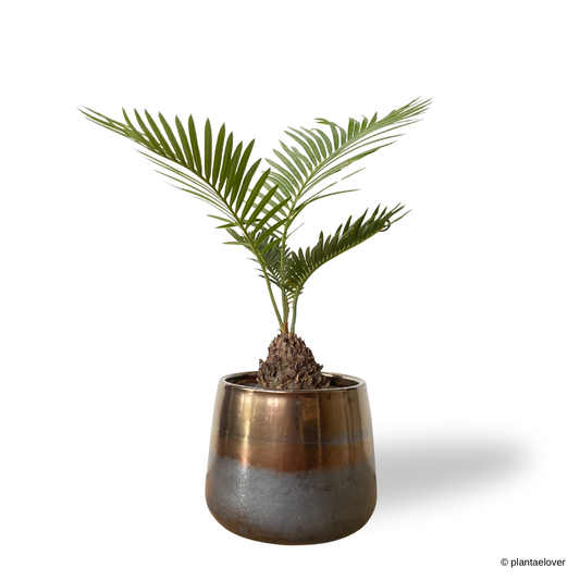 Sago Palm in Copper Pot