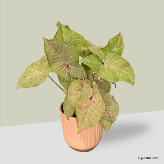 Syngonium Confetti in Peach Pot