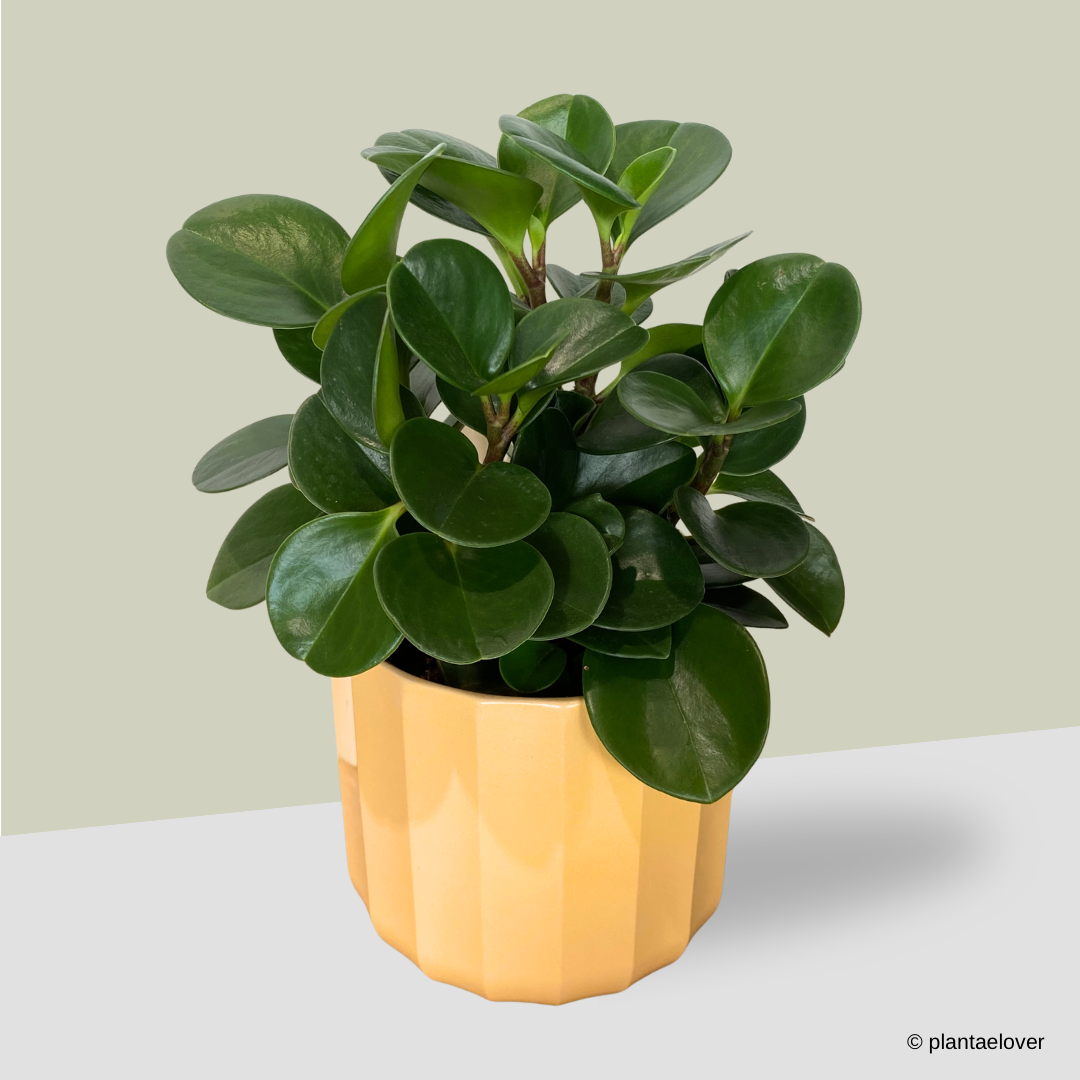 Peperomia Obtusifolia in Sunny Pot