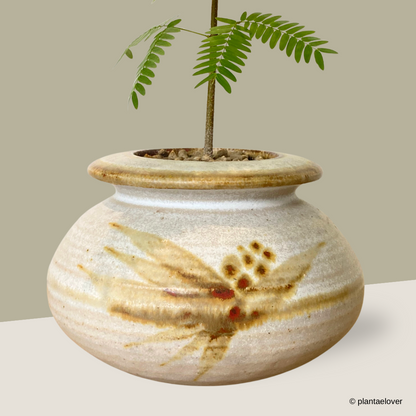 Japanese Everfresh Tree in Nomad Pot