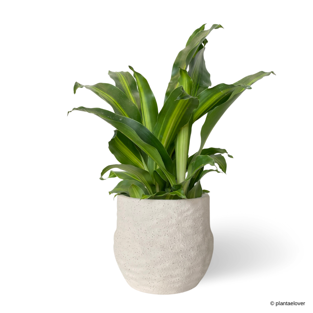 Dracaena Fragrans in Gardenia Pot