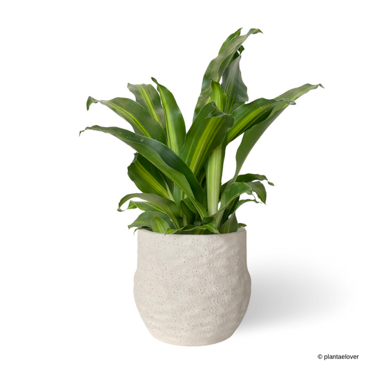 Dracaena Fragrans in Gardenia Pot