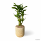 Lucky Bamboo in Walnut Pot