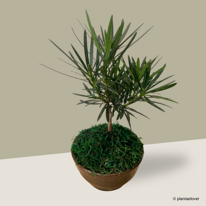 Podocarpus in Sabi Pot