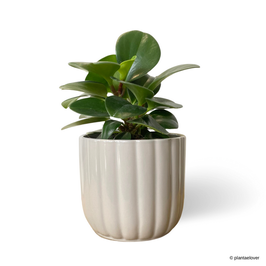 Peperomia Obtusifolia in Pigeon Pot