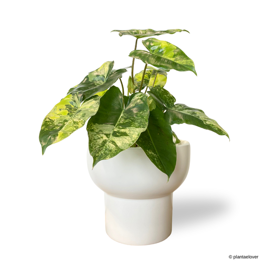 Philodendron Burle Marx Variegated in Podium Pot