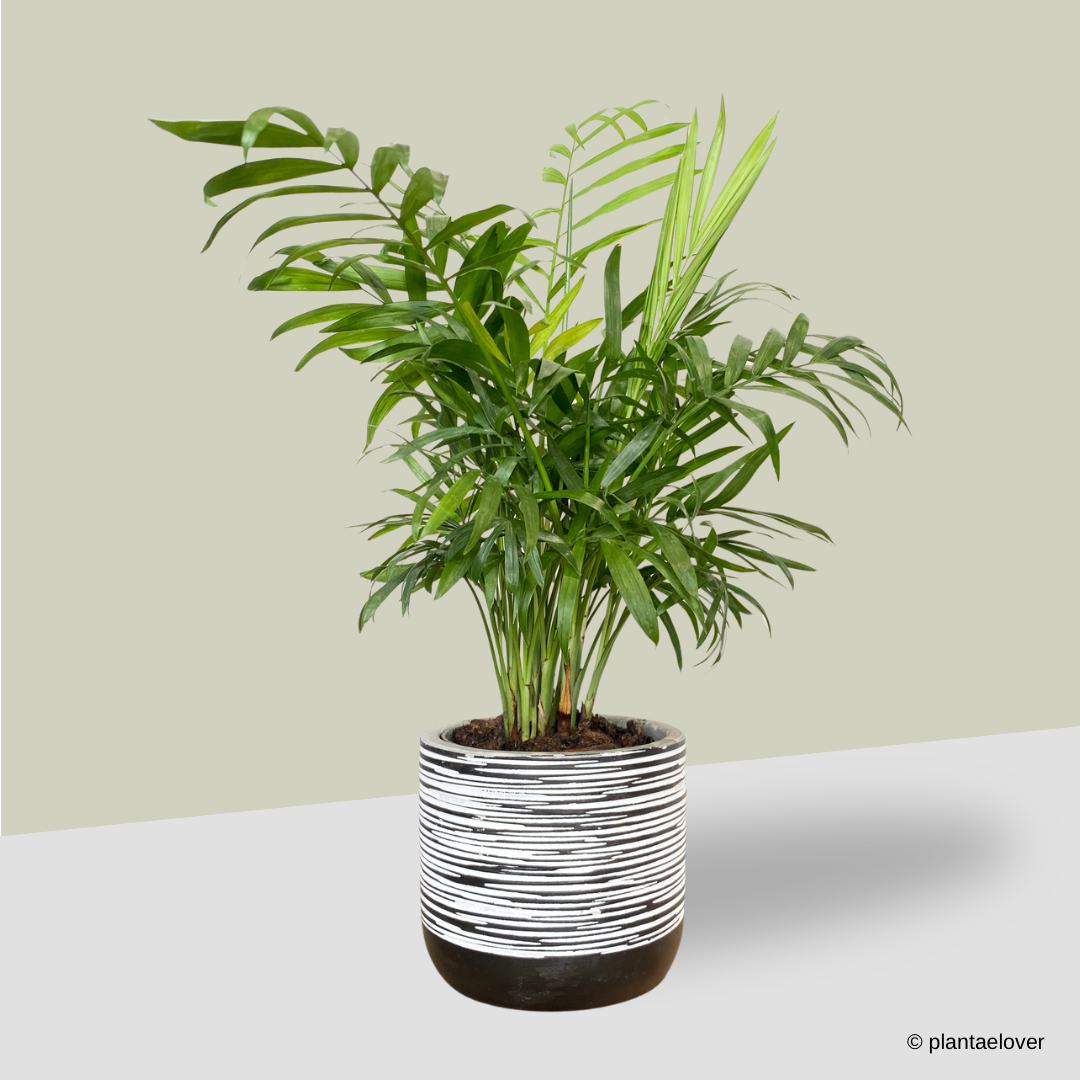 Bamboo Palm in Sabel Pot