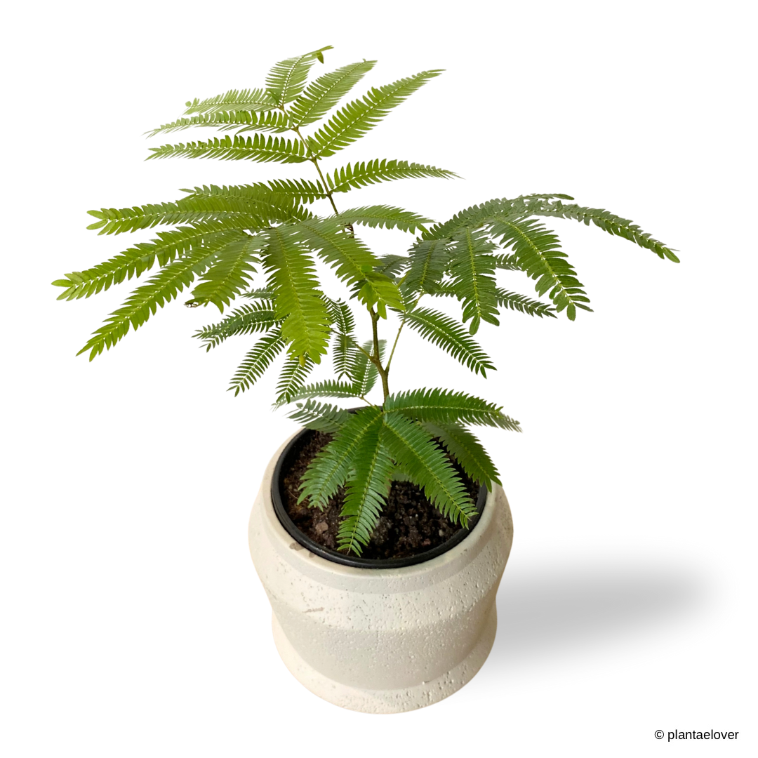 Japanese Everfresh Tree in Graphite Pot