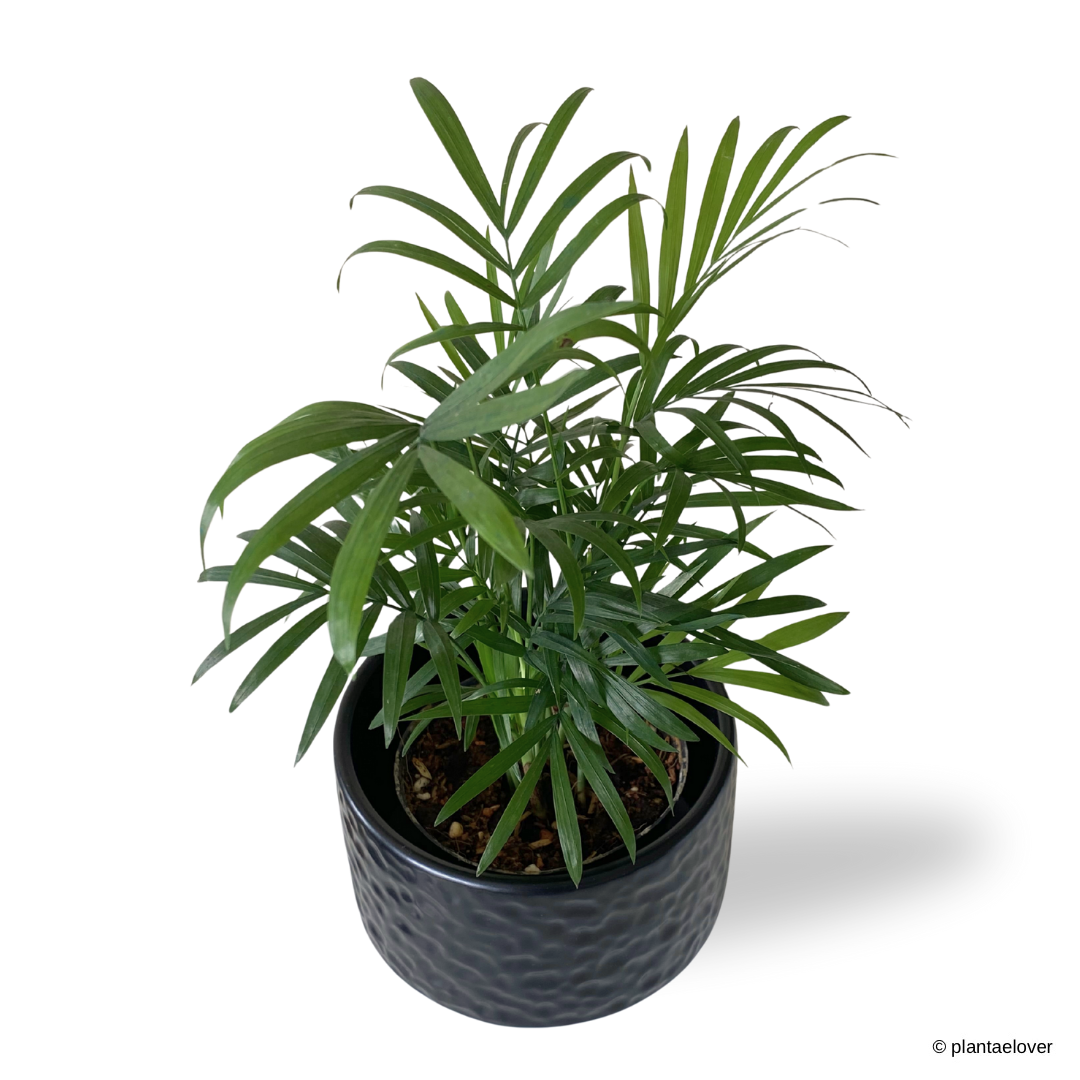Bamboo Palm in Moonlight Pot