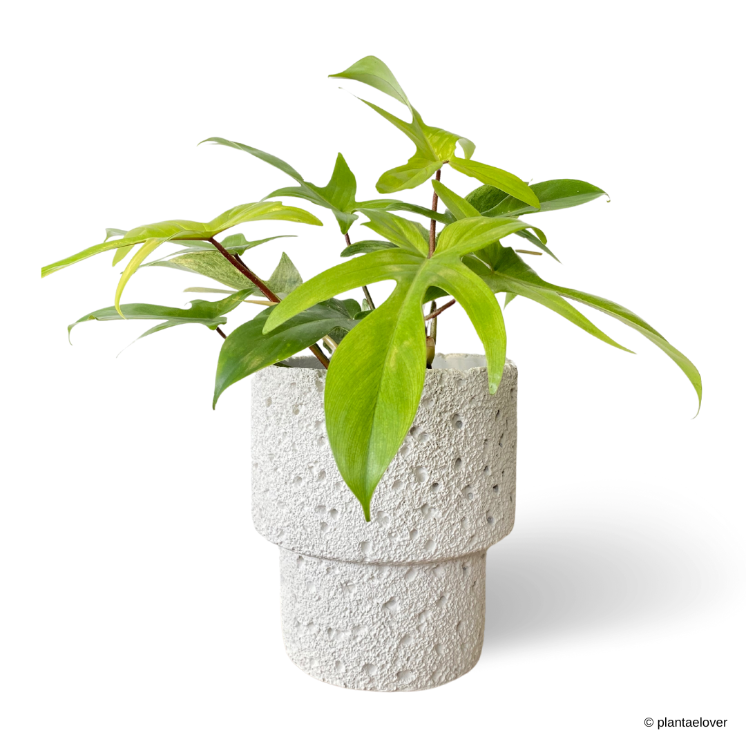 Philodendron Florida Ghost in Carra Pot