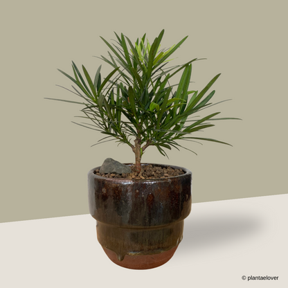 Podocarpus in Rust Pot