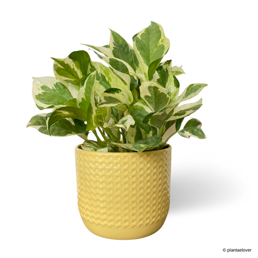 Njoy Pothos in Buttermilk Pot