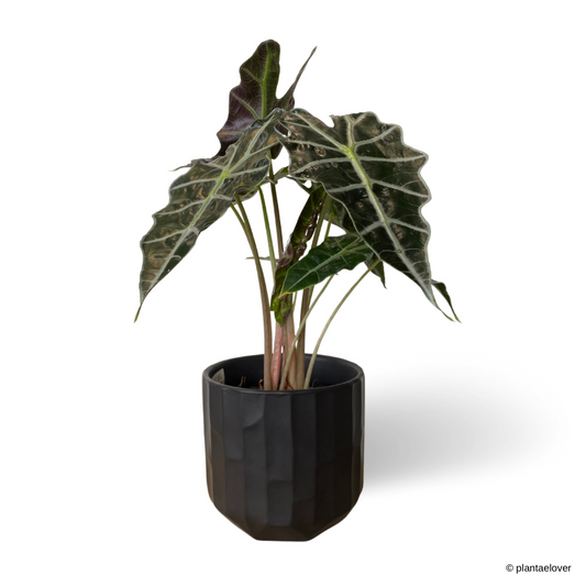 Alocasia Amazonica Polly in Shadow Pot