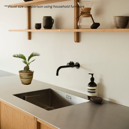 Sago Palm in Kobicha Pot