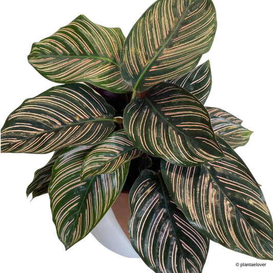 Calathea Sanderiana in Umber Pot