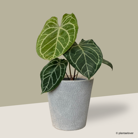 Anthurium Crystallinum in Sandy Pot