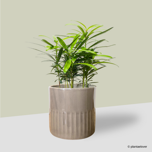 Podocarpus in Griege Pot