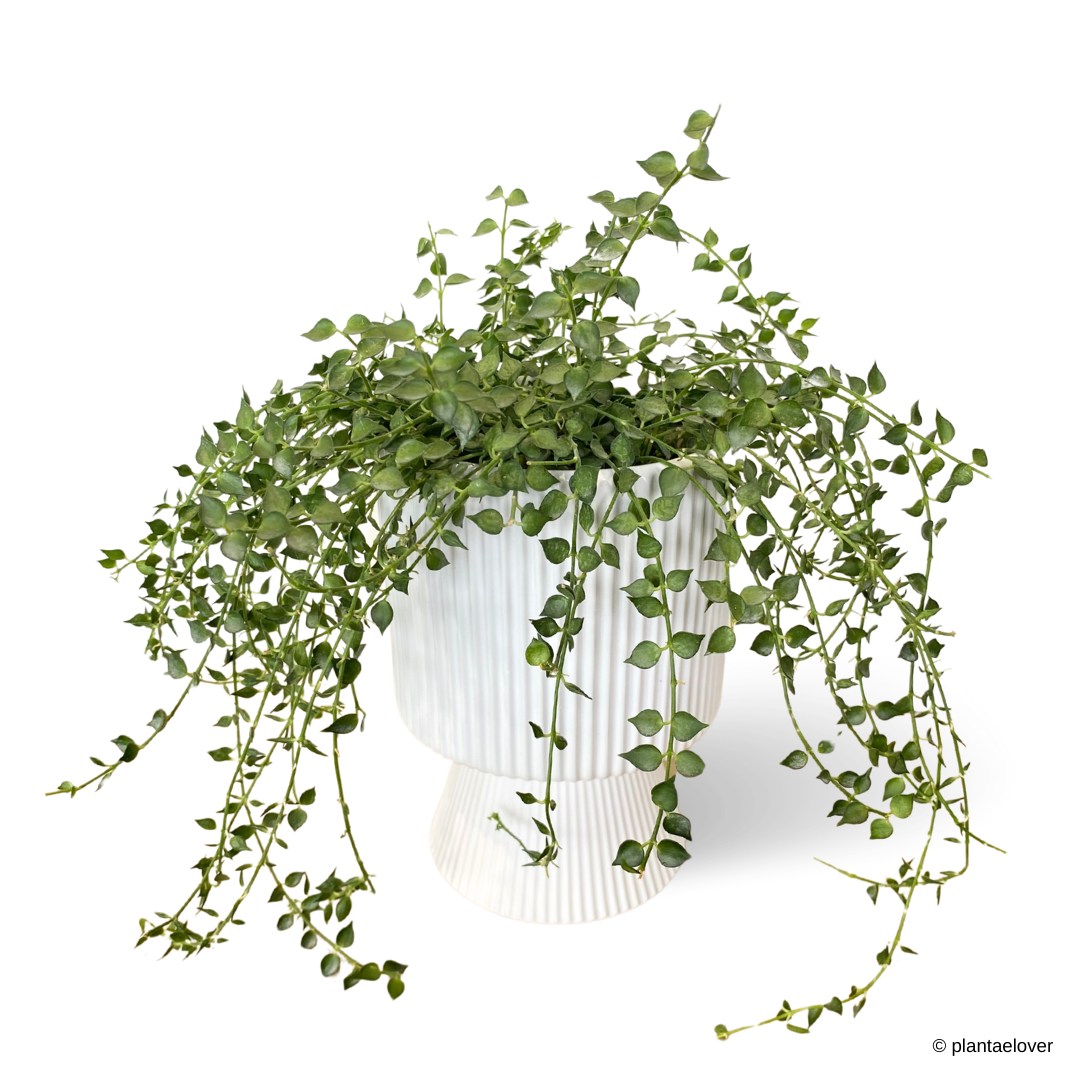 Dischidia Ruscifolia in Estrella Pot