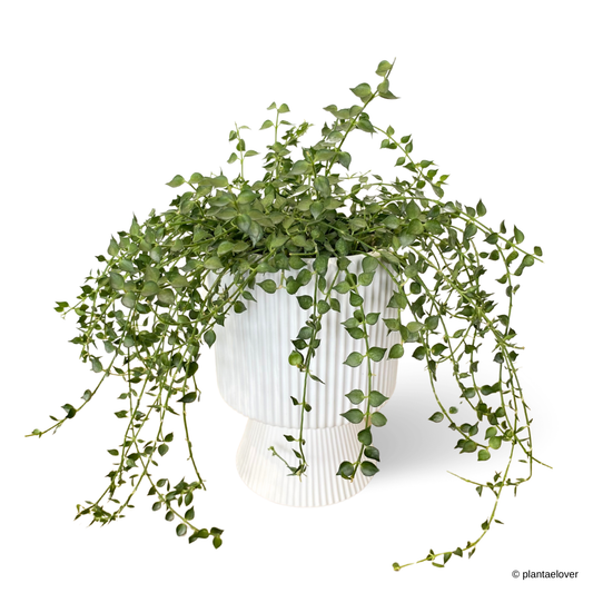 Dischidia Ruscifolia in Estrella Pot