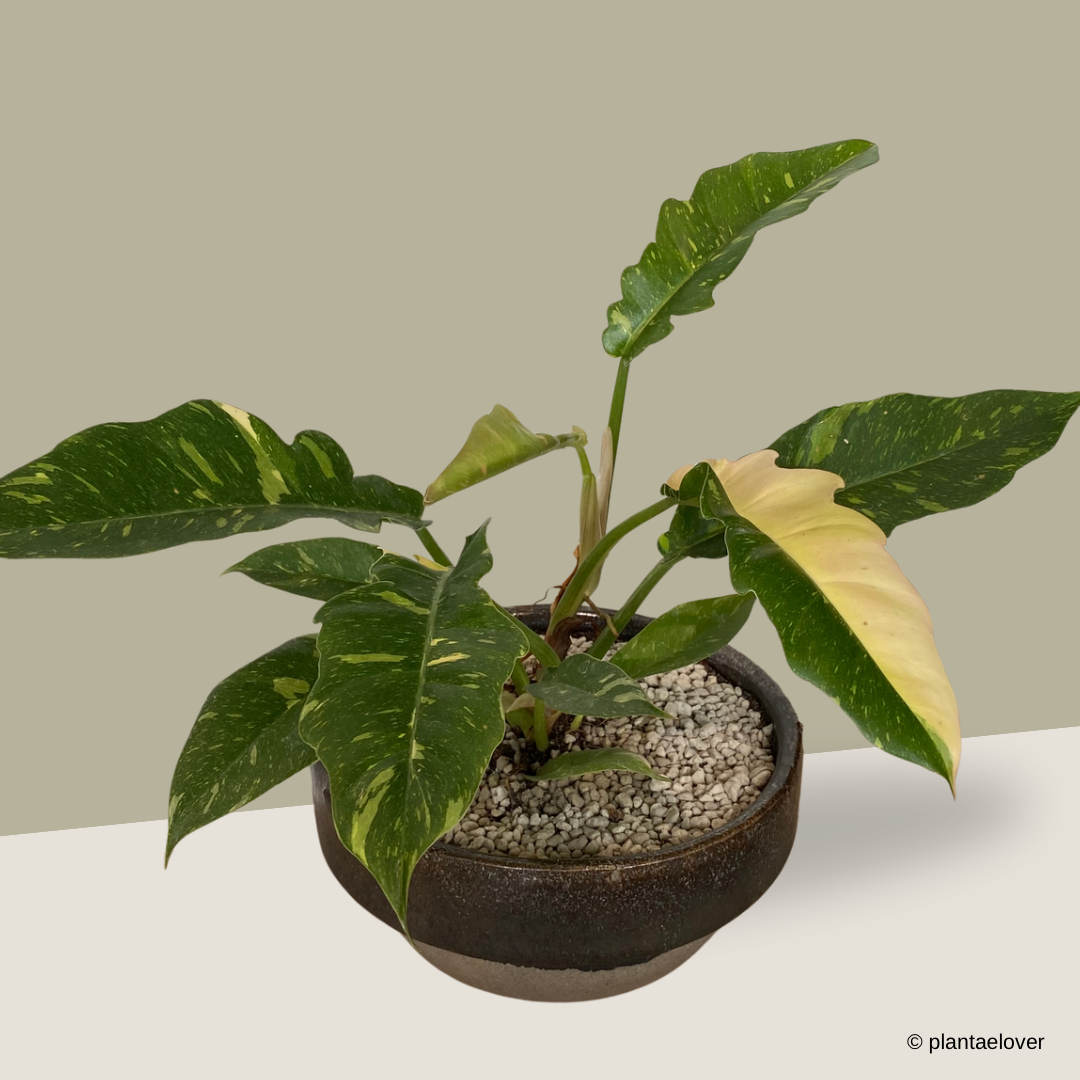 Philodendron Ring Of Fire in Rust Pot