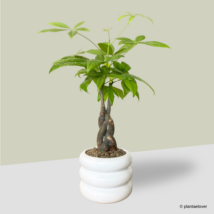 Pachira Aquatica Braided in Bagel Pot