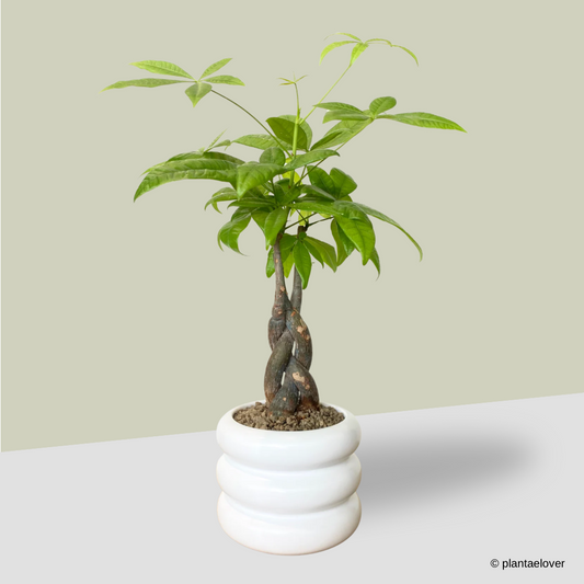 Pachira Aquatica Braided in Bagel Pot