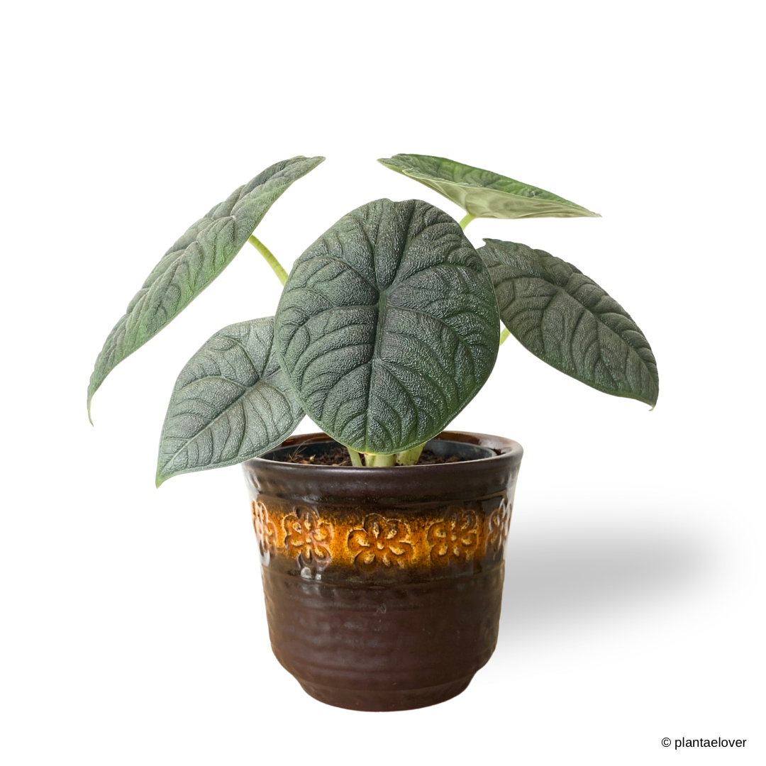 Alocasia Melo in Daisy Pot