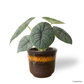 Alocasia Melo in Daisy Pot
