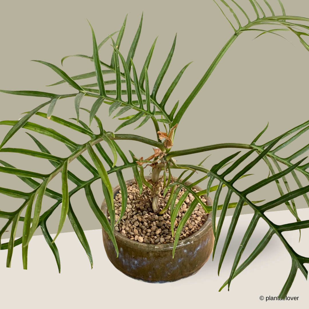 Philodendron Tortum in Rust Pot