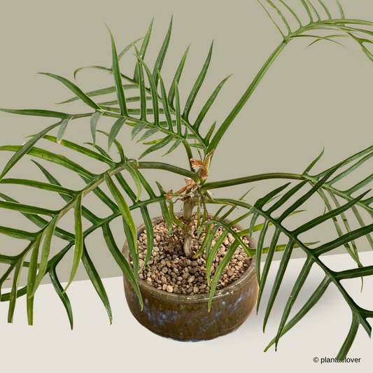 Philodendron Tortum in Rust Pot