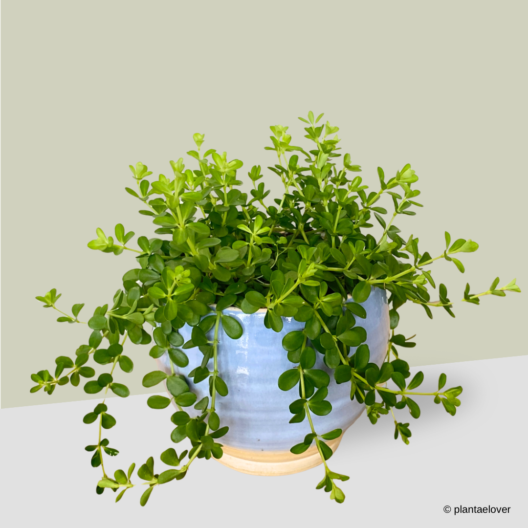 Peperomia Deppeana in Cornflower Pot