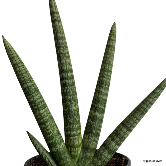 Sansevieria Cylindrica Starfish