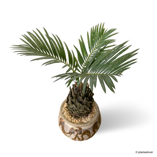 Sago Palm in Woody Pot