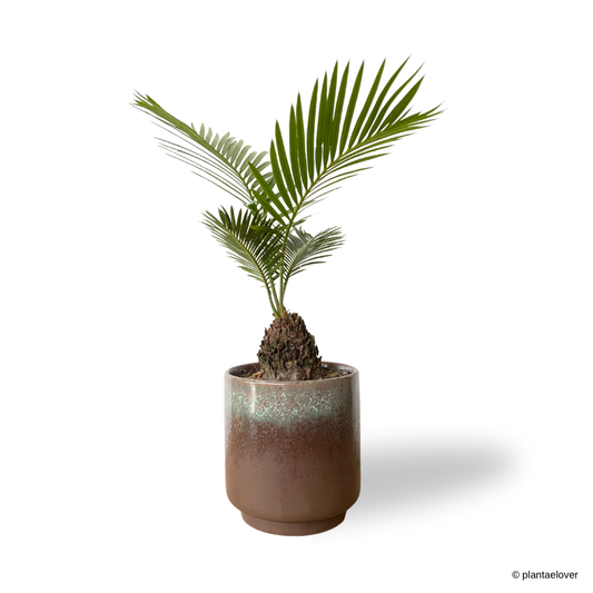 Sago Palm in Rust Pot