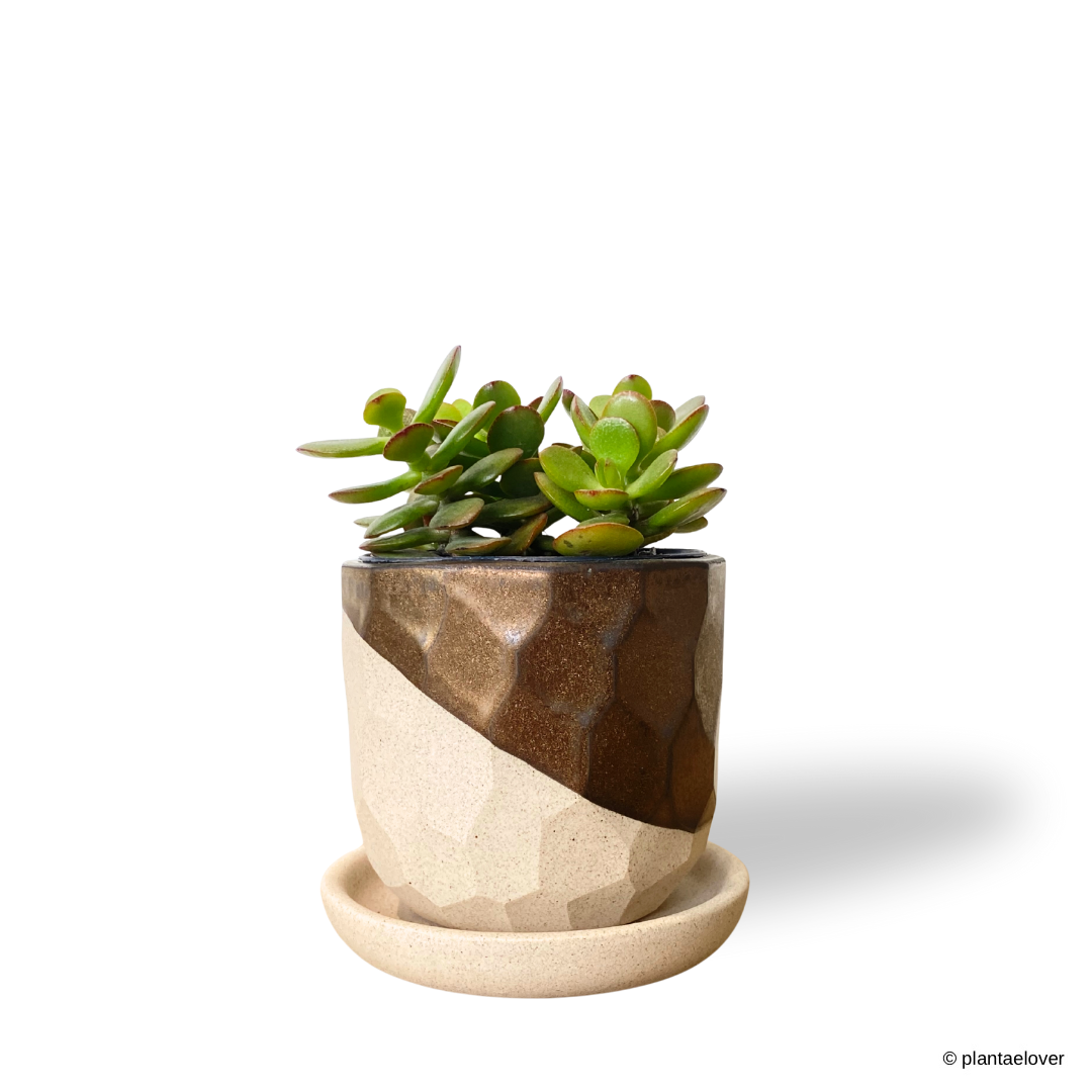 Crassula Ovata in Comb Pot