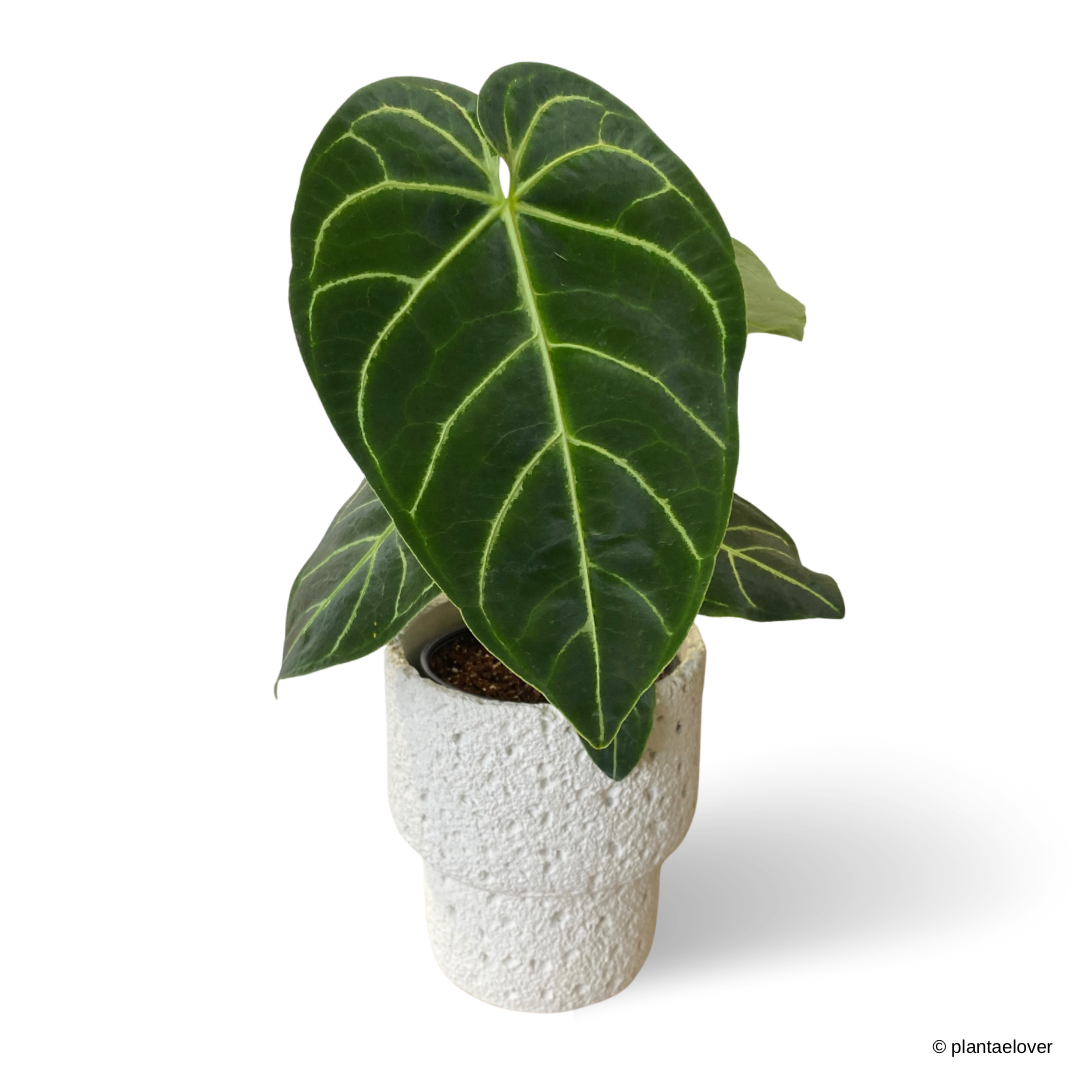 Anthurium Crystallinum in Carra Pot