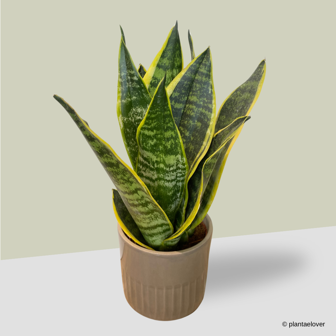 Sansevieria Superba in Griege Pot
