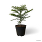 Norfolk Island Pine