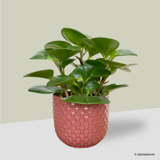 Peperomia Obtusifolia in Anyam Pot