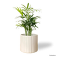 Bamboo Palm in Alto Pot