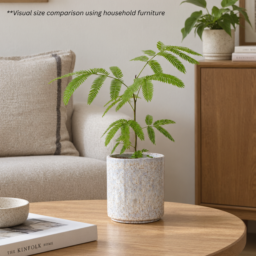 Japanese Everfresh Tree in Maria Portugal Pot