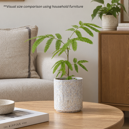 Japanese Everfresh Tree in Mariaterracotta Pot