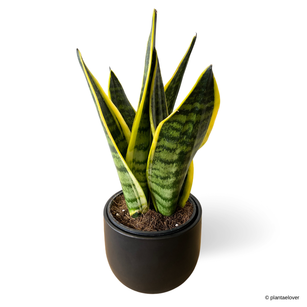 Sansevieria Superba in Midnight Pot