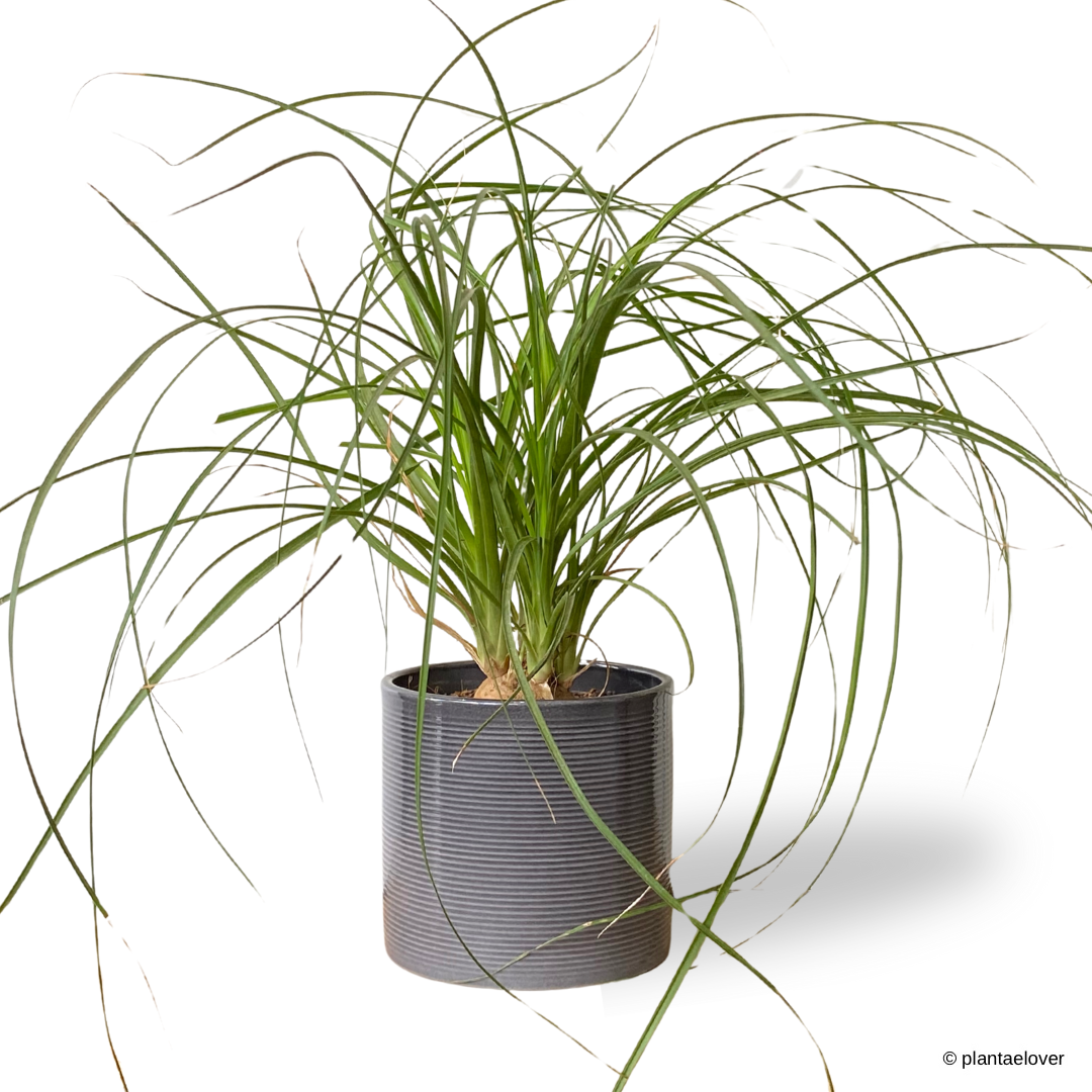 Ponytail Palm in Slate Pot