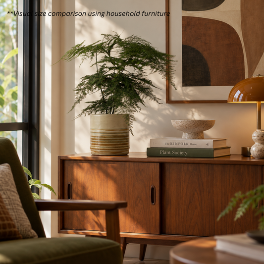 Asparagus Fern in Retro Pot