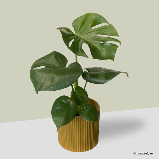 Monstera Deliciosa in Cylindrica Pot