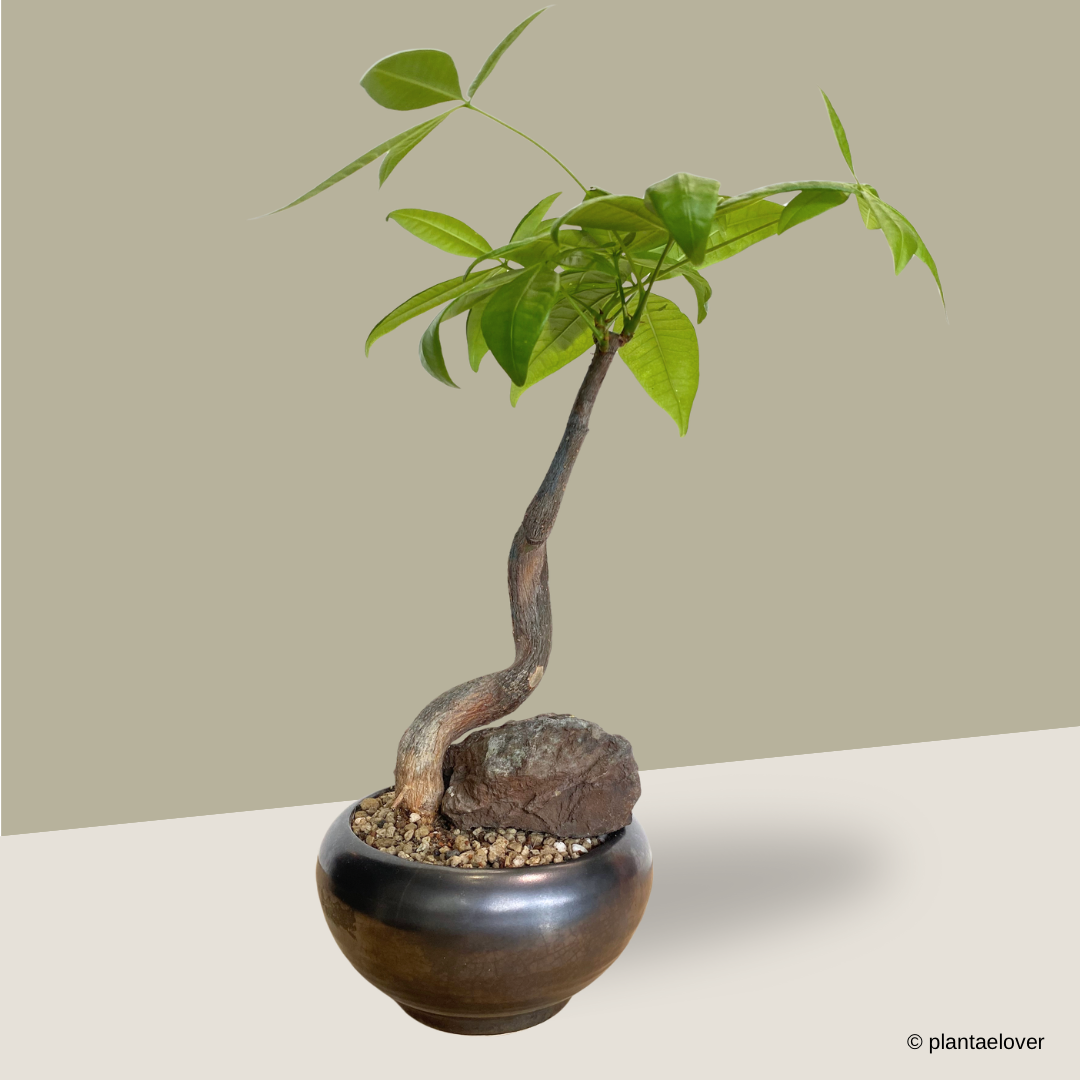 Pachira Aquatica in Coal Pot
