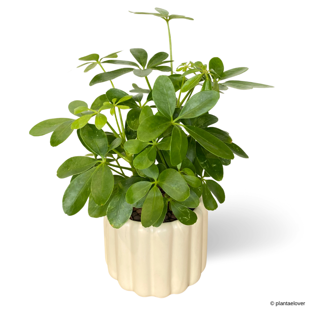 Schefflera Arboricola in Eclairs Pot