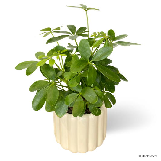 Schefflera Arboricola in Eclairs Pot