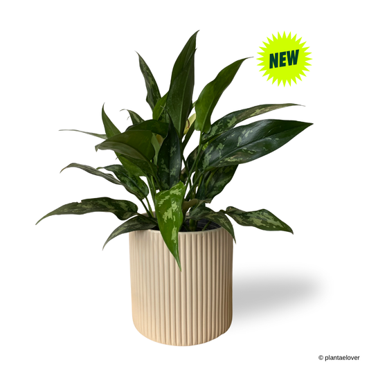 Aglaonema Maria in Cylindrica Pot